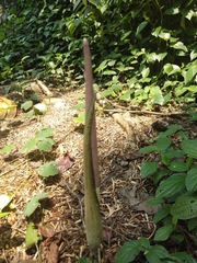 Amorphophallus variabilis