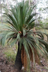 Macrozamia