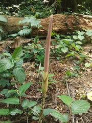 Amorphophallus variabilis