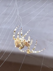 Araneus gemmoides
