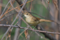 Acrocephalus agricola