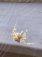 Araneus gemmoides