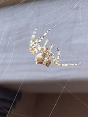 Araneus gemmoides