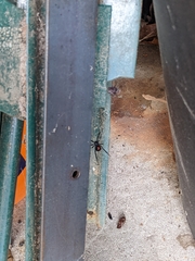 Latrodectus