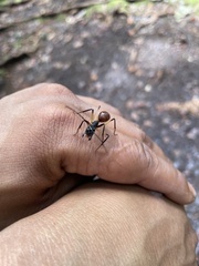Dinomyrmex gigas borneensis