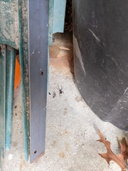 Latrodectus