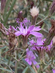 Stephanomeria