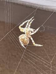Araneus gemmoides