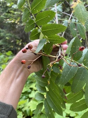 Sorbus scopulina
