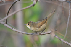 Acrocephalus agricola