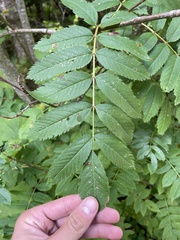 Sorbus scopulina