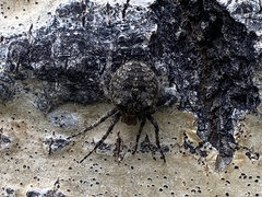 Araneus saevus