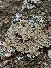 Physconia enteroxantha