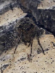 Araneus saevus