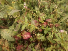 Galinsoga parviflora