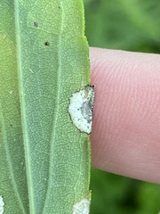 Botryosphaeria dothidea