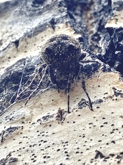 Araneus saevus