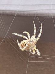 Araneus gemmoides
