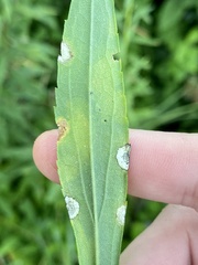 Botryosphaeria dothidea