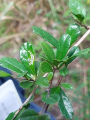 Ehretia microphylla