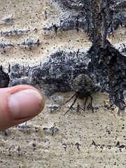 Araneus saevus