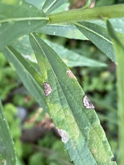 Botryosphaeria dothidea