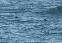 Cerorhinca monocerata