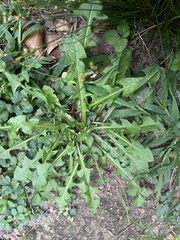 Taraxacum officinale