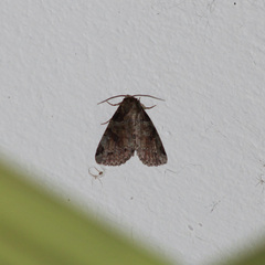 Stibaera curvilineata