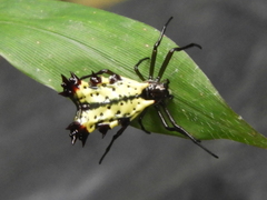 Micrathena decorata