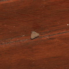 Hermeuptychia canthe