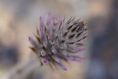 Ptilotus