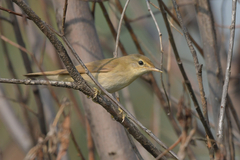 Acrocephalus agricola