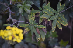 Calceolaria