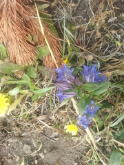 Gentiana affinis