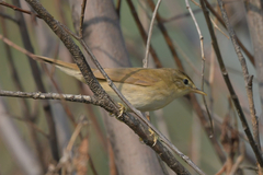Acrocephalus agricola