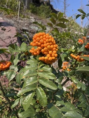 Sorbus scopulina