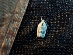 Antaeotricha