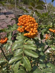 Sorbus scopulina