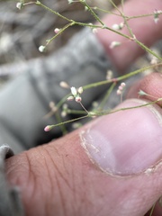 Eriogonum spergulinum