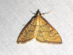 Anania labeculalis