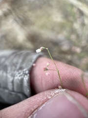 Eriogonum spergulinum