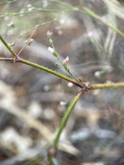 Eriogonum spergulinum
