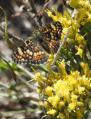 Phyciodes pulchella