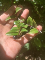 Vaccinium ovatum