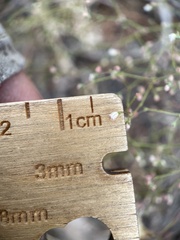 Eriogonum spergulinum