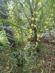 Acacia verniciflua