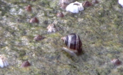 Littorininae