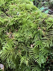 Kindbergia oregana