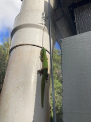 Phelsuma laticauda